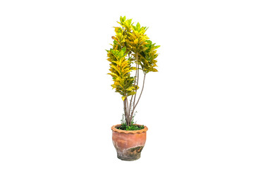 Yellow and green leaves small tree in pot isolated on white background