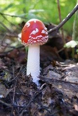 Amanita muscaria mushroom in the forest