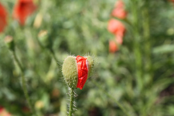 poppy flower
