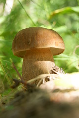 King bolete mushroom in the  forest