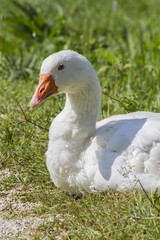 goose on meadow