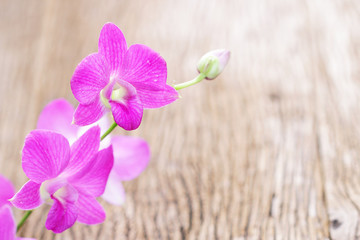 Pink orchid plants on wooden table