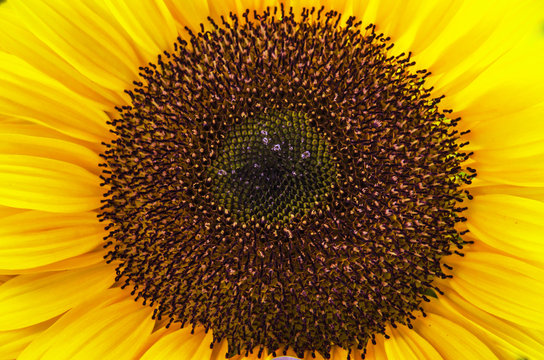 Sunflowers closeup.