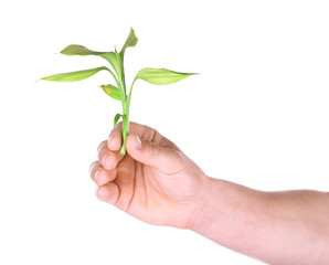 Male hand with green plant isolated on white