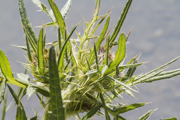 wild thistle in mountain