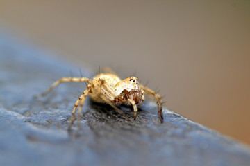 Araña Lince