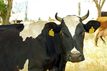 Cows grazing in summer meadow