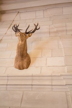 deer head