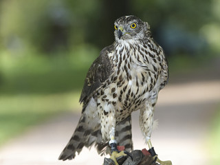 Northern goshawk on hunting