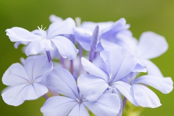 Blue Plumbago