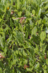 wildflower in mountain