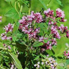 Душица обыкновенная (Origanum) — род травянистых растений семейства Яснотковые (Lamiaceae)