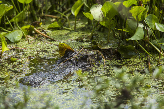 american alligator in natural habitat