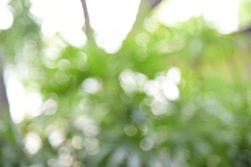 Green bokeh from tree, green background