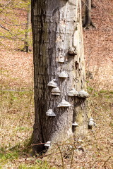 Zunderschwamm Baumpilz