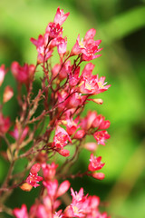 Гейхера кроваво-красная или Колокольчик красный ( Heychera sanguinea ). Цветы крупно