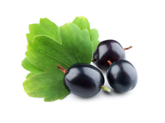 Wild black currant with green leaves isolated on white