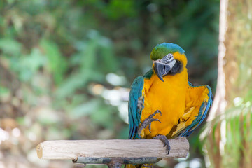Colorful macaw