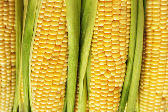 Fresh corn on cobs, closeup