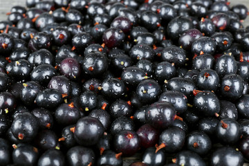 Heap of wild black currant close up