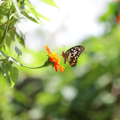 Butterfly on Zinnia flower