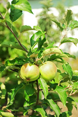 Green apple on branch, close-up