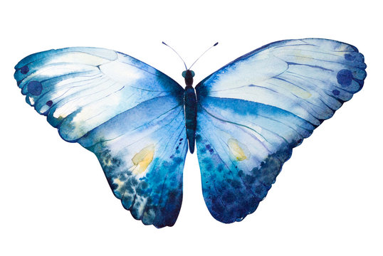 Hand Painted watercolor butterfly.