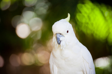 Cockatoos