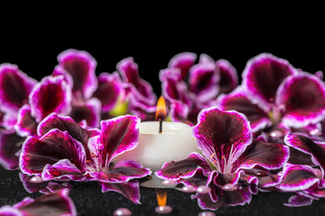 beautiful spa background of blooming dark purple geranium flower