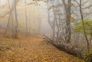 Foggy forest landscape in Crimean mountains at fall season