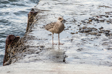 Seabirds at Capo santa Chiara, Genoa, Italy