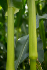 стебли кукурузы крупным планом