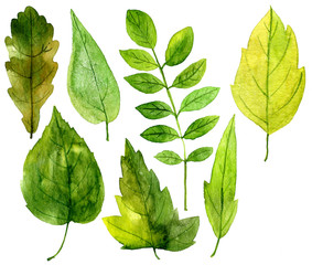set of green leaves in watercolor