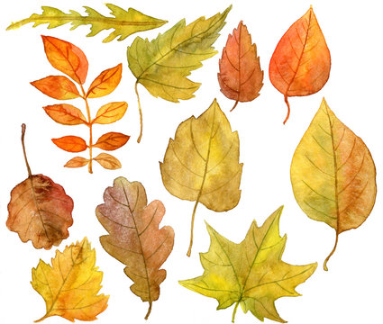 set autumn leaves in watercolor