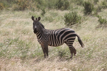 Zebra im Gras