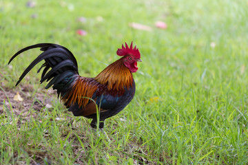 Chicken in the green field
