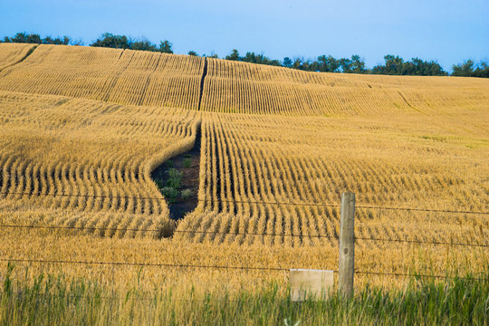 Wheat field with a strip gup