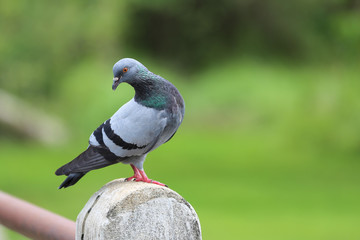 Pigeon in the garden