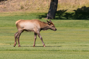 Cow Elk