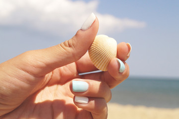 shell in the hand