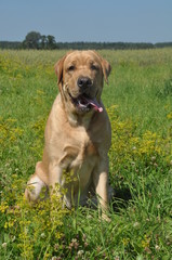 retriever dog in the grass