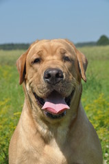 retriever dog in the grass