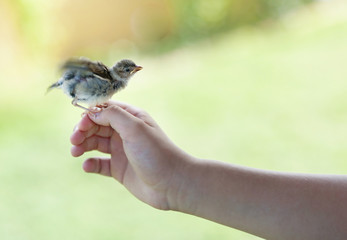 little baby sparrow with yellow beak in hand