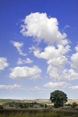 Agriculture Landscape