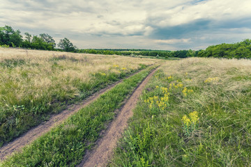 Summer landscape with green grass