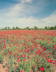 Fototapeta na wymiar Field with flower of the poppy