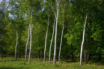 Obraz premium White birches on dark green background
