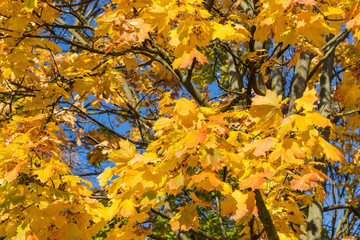 yellow autumn colored leaves on a tree against the blue clear sky on a sunny autumn day