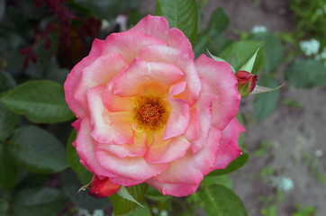 Morgen Rose