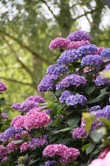 Hortensien blühen in verschiedenen Farbtönen